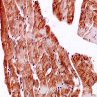 SPARC Rabbit Polyclonal Antibody