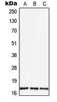 TGF alpha Rabbit Polyclonal Antibody