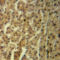 TGF alpha Rabbit Polyclonal Antibody