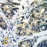 RAB14 Rabbit Polyclonal Antibody