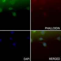 RAB14 Rabbit Polyclonal Antibody
