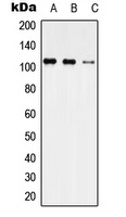 USP35 Rabbit Polyclonal Antibody
