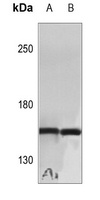 Cyclin B3 Rabbit Polyclonal Antibody
