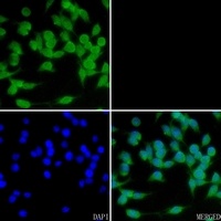 Cyclin B3 Rabbit Polyclonal Antibody