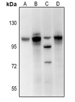 BET Rabbit Polyclonal Antibody