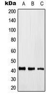 KLF17 Rabbit Polyclonal Antibody