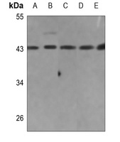 Collagen 26 alpha 1 Antibody