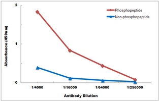 Androgen Receptor (Phospho-S650) Rabbit Polyclonal Antibody