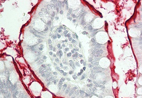 Defensin beta 2 Rabbit Polyclonal Antibody