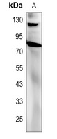 Alpha-adducin Rabbit Polyclonal Antibody