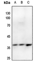 Annexin A2 (Phospho-S26) Rabbit Polyclonal Antibody