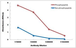 Beta Amyloid (Phospho-T743) Antibody
