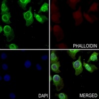 ARF4 Rabbit Polyclonal Antibody