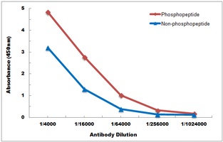 ATF4 (Phospho-S245) Rabbit Polyclonal Antibody