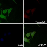 BCL2 (Phospho-S70) Rabbit Polyclonal Antibody