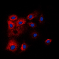 BCLW Rabbit Polyclonal Antibody