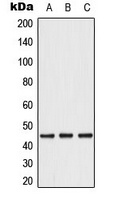 Caspase 1 Rabbit Polyclonal Antibody