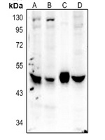Caspase 4 Rabbit Polyclonal Antibody