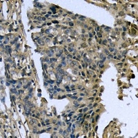 Caspase 4 Rabbit Polyclonal Antibody