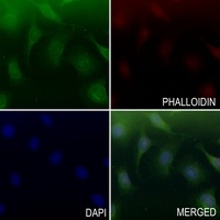 Caspase 4 Rabbit Polyclonal Antibody