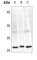 Caveolin 1 (Phospho-Y14) Rabbit Polyclonal Antibody