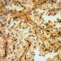 Caveolin 1 (Phospho-Y14) Rabbit Polyclonal Antibody