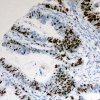 Cyclin E1 (Phospho-T395) Rabbit Polyclonal Antibody