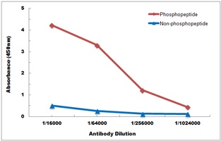 TPL2 (Phospho-T290) Rabbit Polyclonal Antibody
