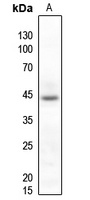 p38 Antibody
