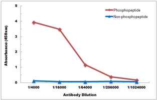 p38 (Phospho-T180) Antibody