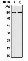 CD131 (Phospho-Y593) Antibody