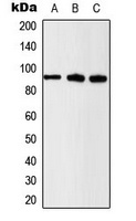 Beta-catenin (Phospho-S37) Rabbit Polyclonal Antibody