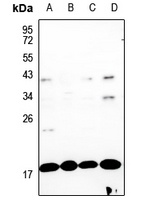 GADD153 Antibody