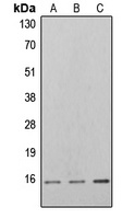4EBP1 (Phospho-T46) Rabbit Polyclonal Antibody