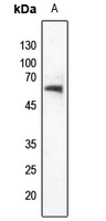 NET (Phospho-S357) Rabbit Polyclonal Antibody