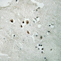 NET (Phospho-S357) Rabbit Polyclonal Antibody