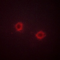 FGFR1 Rabbit Polyclonal Antibody