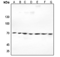 Ku70 Antibody
