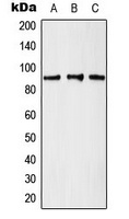 GCN5 Rabbit Polyclonal Antibody