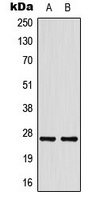 HSP27 Antibody