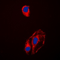 HSP90 beta (Phospho-S254) Antibody
