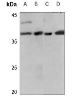 IL-10 Antibody