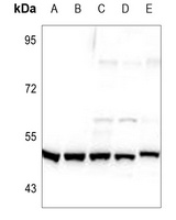 TAU (Phospho-S713) Rabbit Polyclonal Antibody