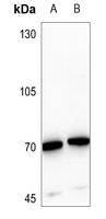 TAU (Phospho-T529) Rabbit Polyclonal Antibody