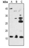 Midkine Antibody