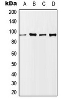 Nibrin (Phospho-S343) Rabbit Polyclonal Antibody