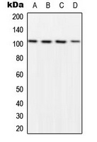 NF-kappaB p105 (Phospho-S932) Rabbit Polyclonal Antibody