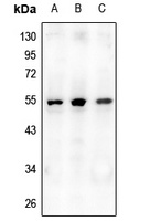 Osteoprotegerin Antibody
