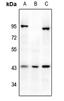 Mu Opioid Receptor Rabbit Polyclonal Antibody