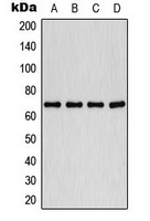 PLK1 (Phospho-T210) Rabbit Polyclonal Antibody